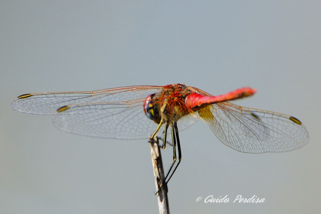 Odonata da identificare